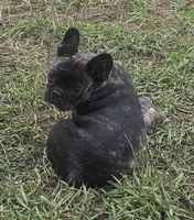 Eve, a female French Bulldog for sale in Garretson, SD – 1 of 3