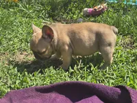Micky, a male French Bulldog for sale in Garretson, SD – 8 of 9