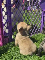Micky, a male French Bulldog for sale in Garretson, SD – 6 of 9