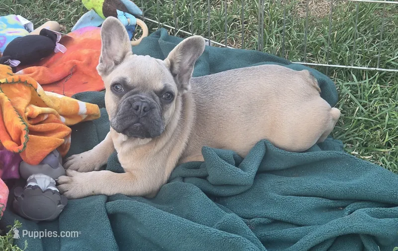 Elsa – French Bulldog puppy for sale in Garretson, SD
