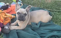 Elsa, a female French Bulldog for sale in Garretson, SD – 1 of 4