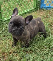 Eve, a female French Bulldog for sale in Garretson, SD – 1 of 2