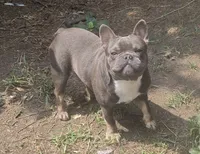 Stich, a male French Bulldog for sale in Garretson, SD – 3 of 7