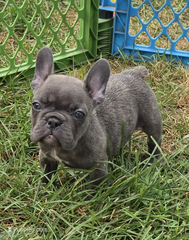 Ellie – French Bulldog puppy for sale in Garretson, SD