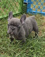 Ellie, a female French Bulldog for sale in Garretson, SD – 1 of 1