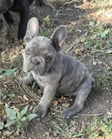Ellie, a female French Bulldog for sale in Garretson, SD – 4 of 4