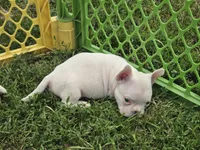 Popeye, a male French Bulldog and American Bully for sale in Garretson, SD – 4 of 4