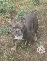 Stich, a male French Bulldog for sale in Garretson, SD – 4 of 7