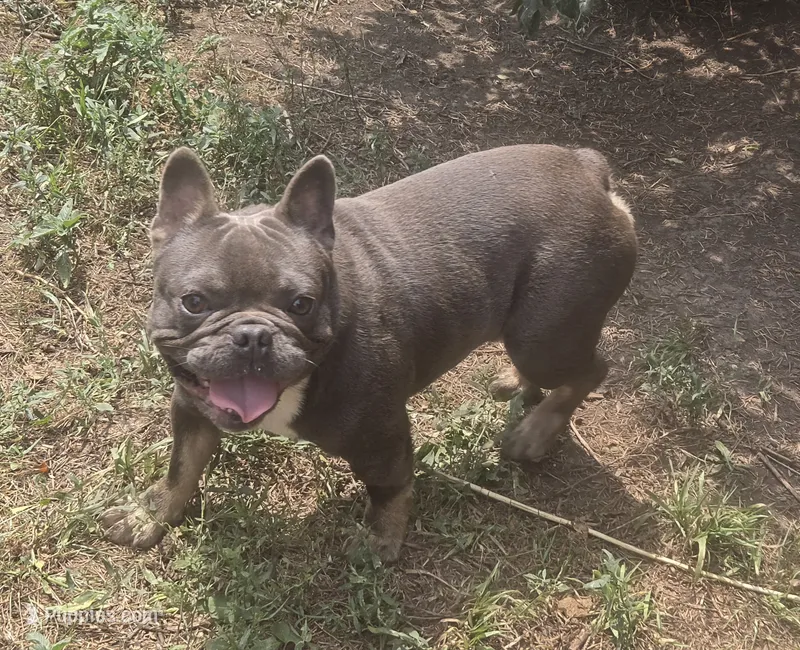 Stich – French Bulldog puppy for sale in Garretson, SD