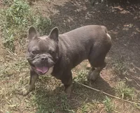 Stich, a male French Bulldog for sale in Garretson, SD – 1 of 7