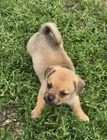 Cameron , a male Pembroke Welsh Corgi and Pug for sale in Garretson, SD – 2 of 4