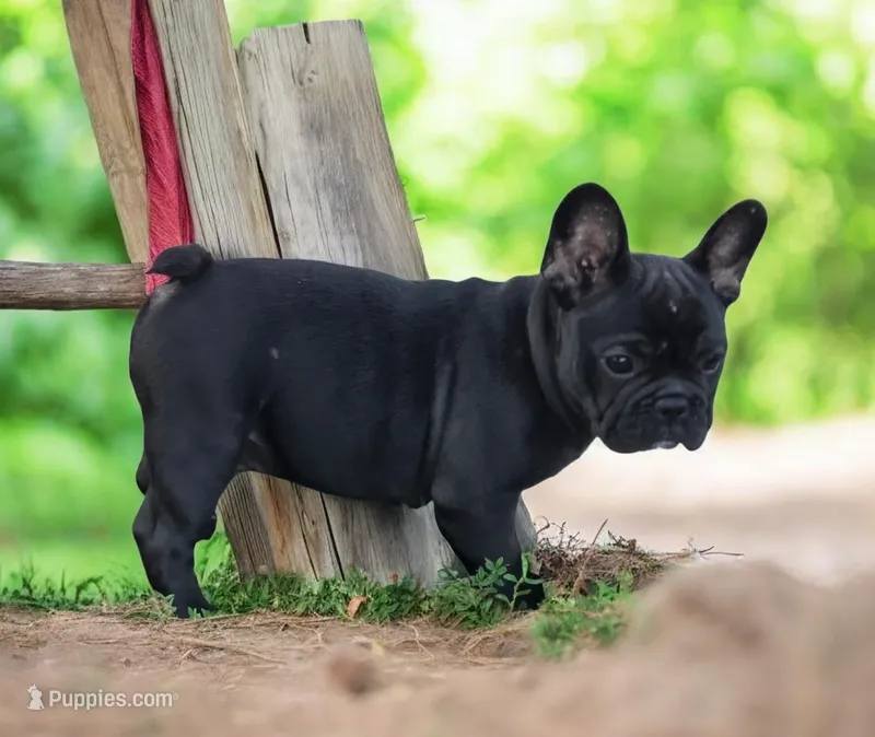 Elton – French Bulldog puppy for sale in Garretson, SD