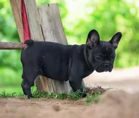 Elton, a male French Bulldog for sale in Garretson, SD – 1 of 5