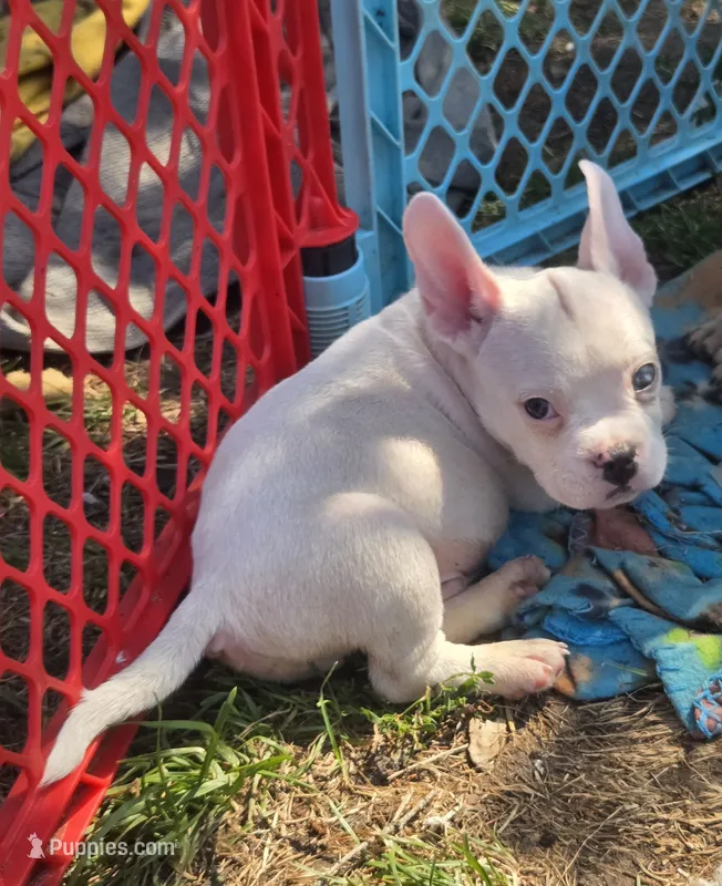 Shaggy – French Bulldog, American Bully puppy for sale in Garretson, SD