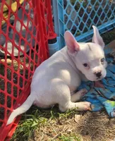 Shaggy, a male French Bulldog and American Bully for sale in Garretson, SD – 1 of 1