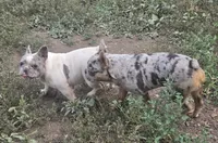 Jericho , a male French Bulldog for sale in Garretson, SD – 3 of 4