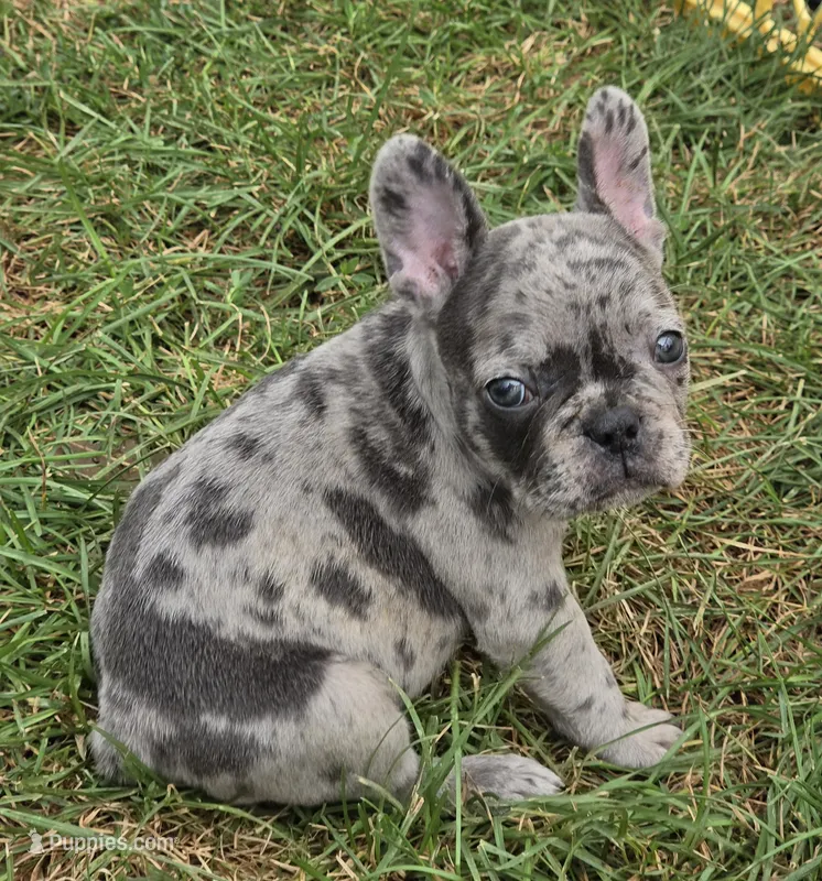 Emma – French Bulldog puppy for sale in Garretson, SD
