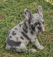 Emma, a female French Bulldog for sale in Garretson, SD – 3 of 5