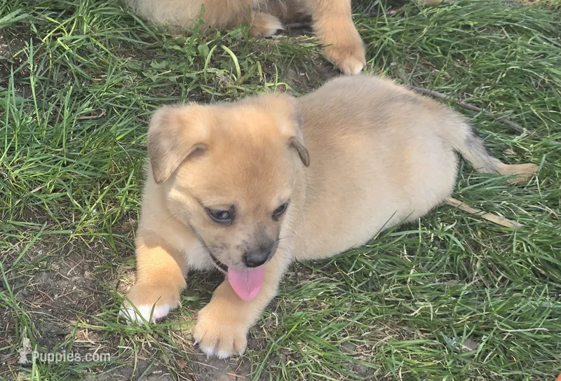 Cadence  – Pembroke Welsh Corgi, Pug puppy for sale in Garretson, SD