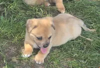 Cadence , a male Pembroke Welsh Corgi and Pug for sale in Garretson, SD – 1 of 3