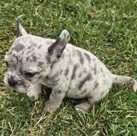 Reese, a female American Bulldog and French Bulldog for sale in Garretson, SD – 2 of 2
