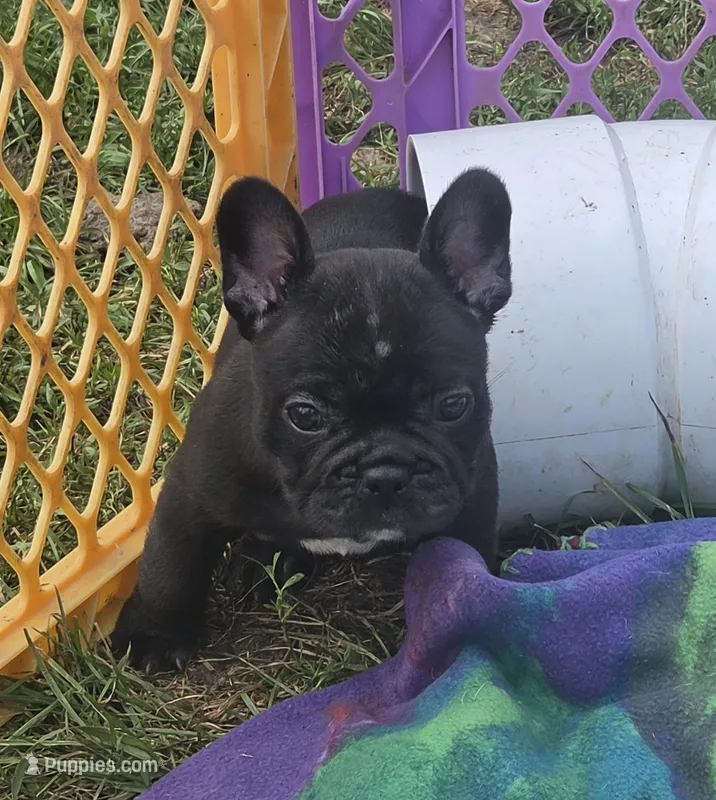 Elton – French Bulldog puppy for sale in Garretson, SD