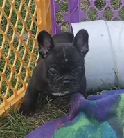 Elton, a male French Bulldog for sale in Garretson, SD – 1 of 4