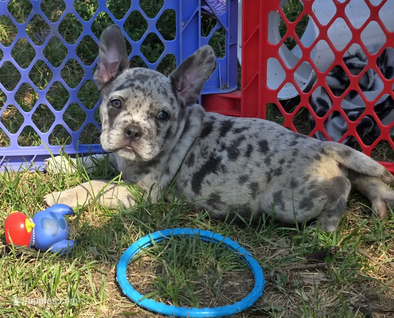 Reese – American Bulldog, French Bulldog puppy for sale in Garretson, SD