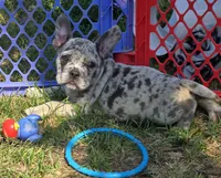 Reese, a female French Bulldog and American Bully for sale in Garretson, SD – 3 of 6