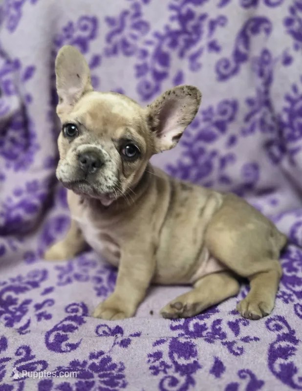 Mia – French Bulldog puppy for sale in Garretson, SD