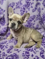 Mia, a female French Bulldog for sale in Garretson, SD – 1 of 7