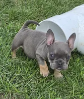 Olive, a female French Bulldog and American Bully for sale in Garretson, SD – 2 of 4