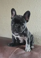 Bear, a male French Bulldog for sale in Garretson, SD – Photo 2 of 5