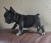 Bear, a male French Bulldog for sale in Garretson, SD – Photo 1 of 5