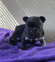 Bear, a male French Bulldog for sale in Garretson, SD – Photo 4 of 5