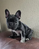 Bear, a male French Bulldog for sale in Garretson, SD – Photo 3 of 5