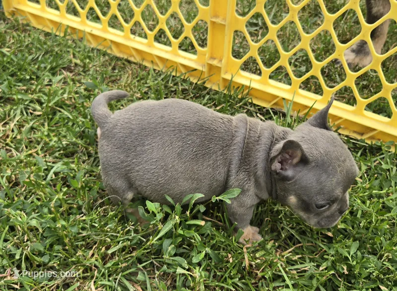 Olive – French Bulldog, American Bully puppy for sale in Garretson, SD