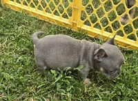 Olive, a female French Bulldog and American Bully for sale in Garretson, SD – 2 of 3