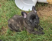 Eden, a female French Bulldog for sale in Garretson, SD – 3 of 4