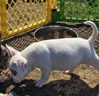 Scooby, a male French Bulldog and American Bully for sale in Garretson, SD – 3 of 3