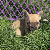 Misty, a female French Bulldog for sale in Garretson, SD – 2 of 2