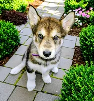 Toph, a female Alaskan Malamute for sale in Levittown, PA – 1 of 1