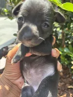 Lucky , a female Chihuahua for sale in Los Angeles, CA – 2 of 5