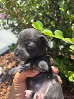 Lucky , a female Chihuahua for sale in Los Angeles, CA – 3 of 5