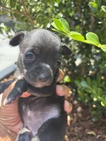 Lucky , a female Chihuahua for sale in Los Angeles, CA – 4 of 5