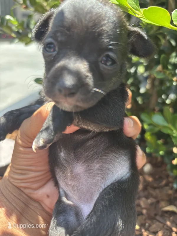 Lucky  – Chihuahua puppy for sale in Los Angeles, CA