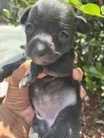 Lucky , a female Chihuahua for sale in Los Angeles, CA – 1 of 5