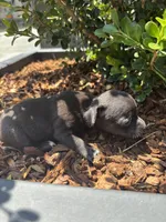 Lucky , a female Chihuahua for sale in Los Angeles, CA – 5 of 5