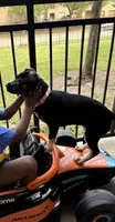 Stormi , a female American Bulldog and Cane Corso for sale in Houston, TX – 3 of 10