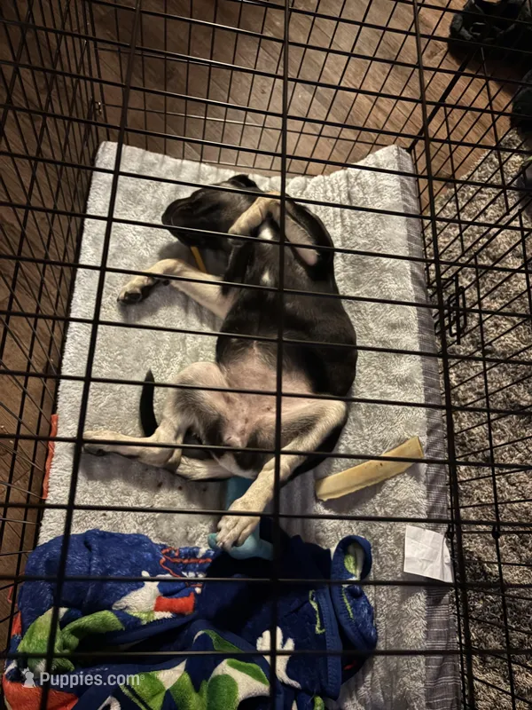 Stormi  – American Bulldog, Cane Corso puppy for sale in Houston, TX
